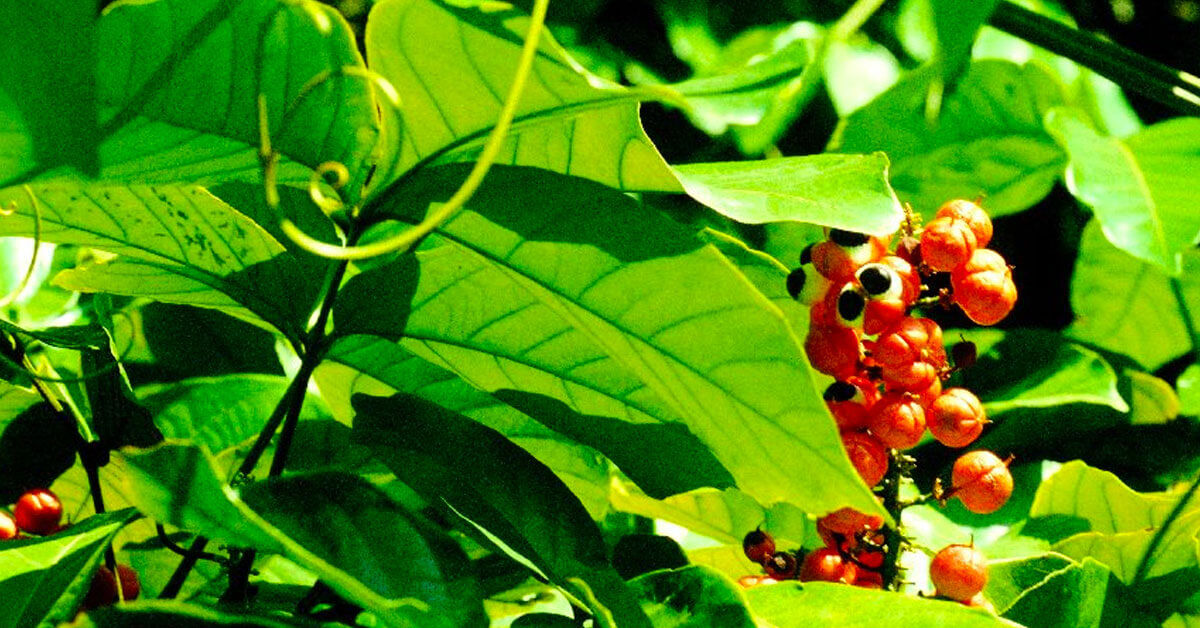 Inhaltstoffe in Sex Präparaten